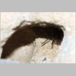 Anthophora plumipes - Pelzbiene w08a im Nest neben einem verschlossenem Nest.jpg